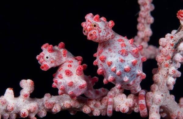 plongee-hippocampe-pygmee-bargibanti