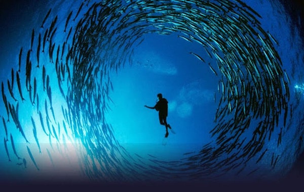 croisiere-plongee-palau-palaos