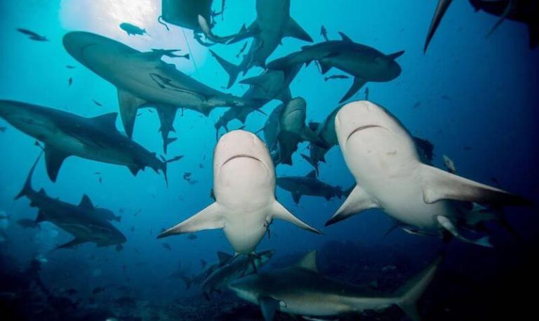 plongee-requin-fidji-beqa-lagoon