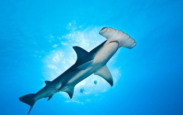 plongee-requin-grand-marteau