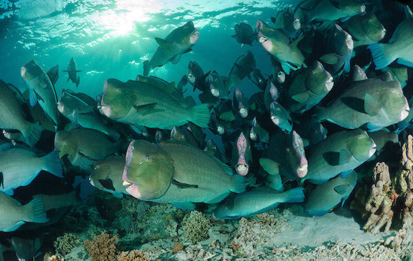 plongee-banc-perroquet-a-bosse