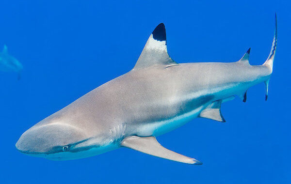 plongee-requin-de-recif-pointe-noire