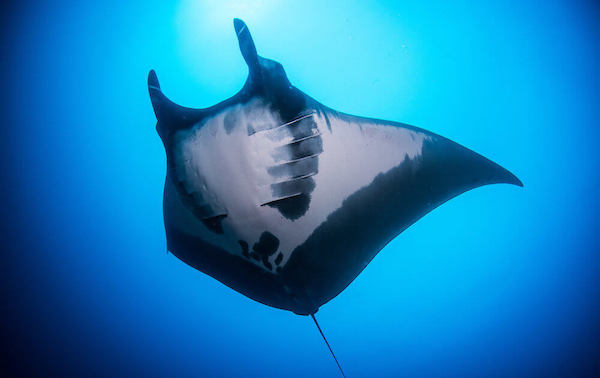 croisiere-plongee-socorro-mexique