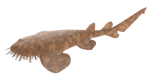 logo-plongee-requin-wobbegong