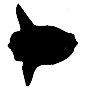 logo-plongee-mola-mola