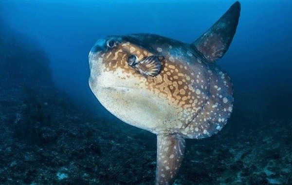 plongee-poisson-lune-mola-mola