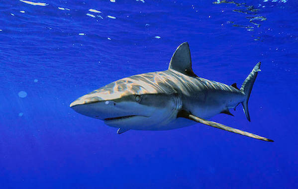 plongee-requin-galapagos