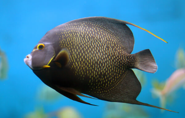 plongee-poisson-ange-francais-french-angelfish