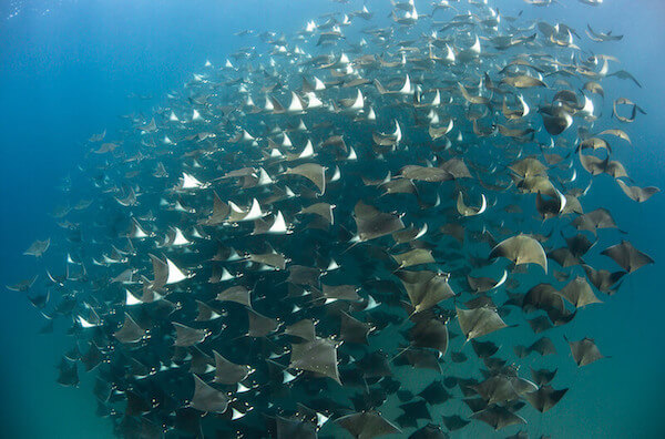 plongee-banc-raie-mobula