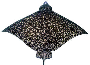 logo-plongee-raie-aigle