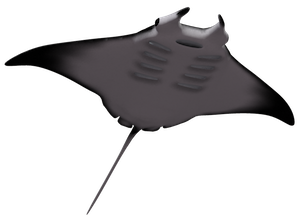 logo-plongee-raie-manta