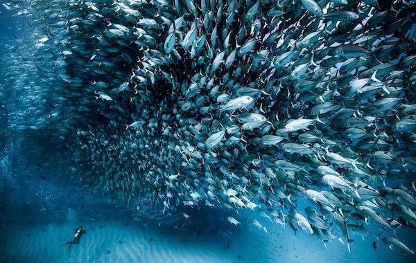 plongee-banc-de-carangues