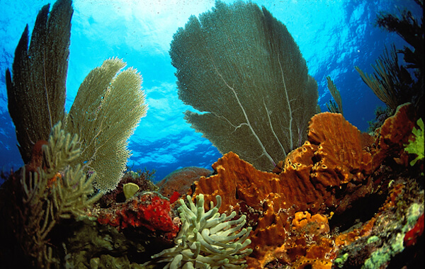 plongee-recif-corail-caraibe-1