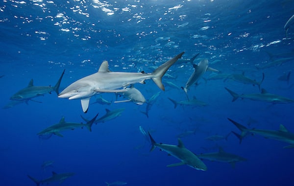 plongee-banc-de-requin-soyeux