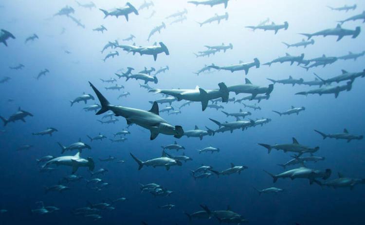 croisiere-plongee-iles-coco-island-costa-rica