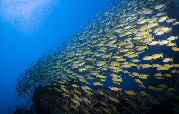 plongee-banc-de-fusiliers