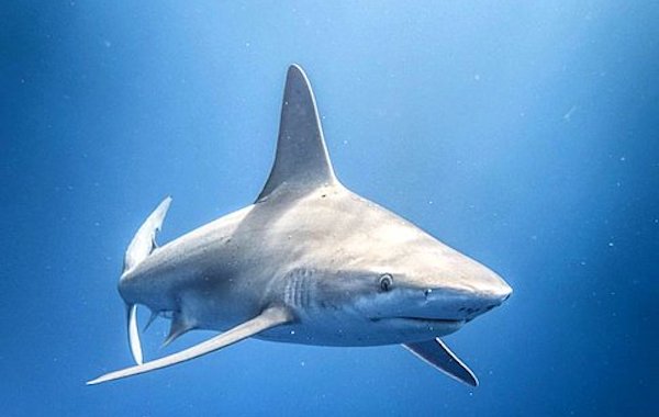 requin-gris-sandbar-shark