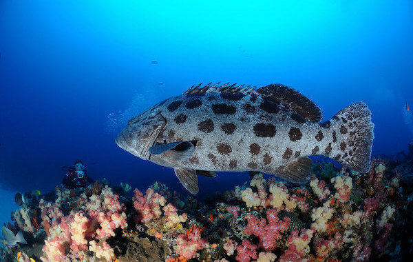 plongee-merou-patate-cod