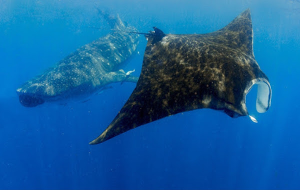croisiere-plongee-maldives