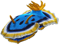 logo-plongee-macro-nudibranche
