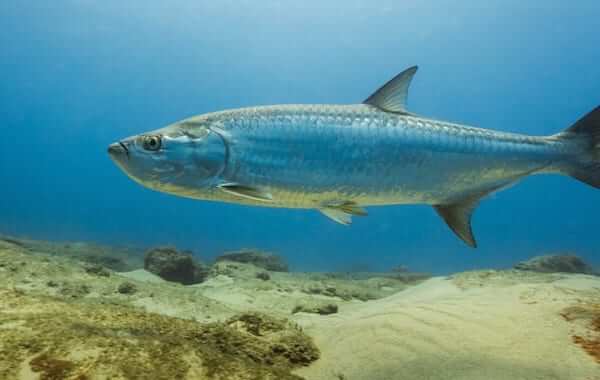 plongee-tarpon