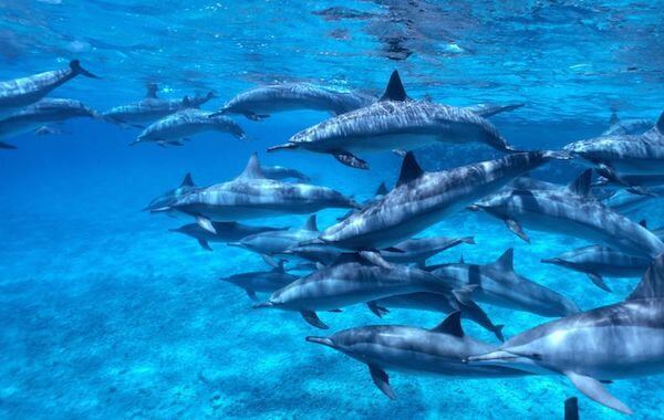 plongee-banc-de-dauphins