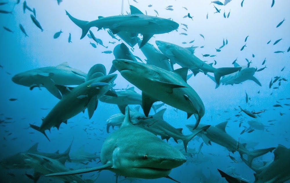 croisiere-plongee-fidji