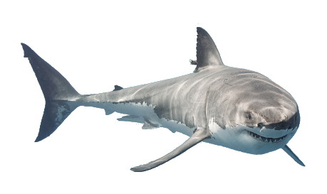 logo-plongee-requin-blanc
