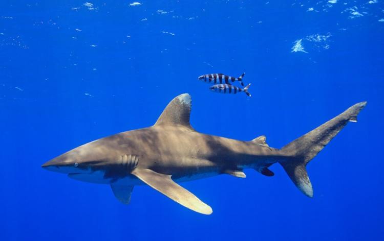 croisiere-plongee-egypte-mer-rouge