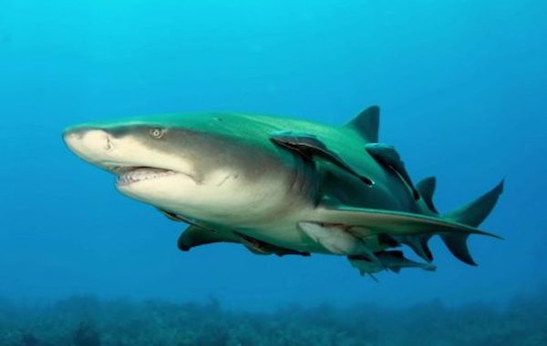 plongee-requin-citron