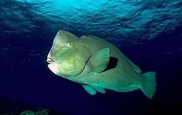 plongee-perroquet-a-bosse