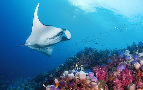 croisiere-plongee-birmanie-myanmar