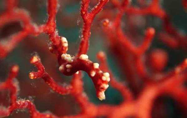 plongee-hippocampe-pygmee-santa-claus-raja-ampat