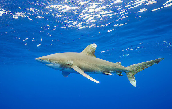 plongee-requin-pointe-blanche-oceanique-longimanus