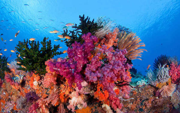 croisiere-plongee-raja-ampat-indonesie
