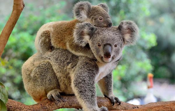 plongee-australie-koala
