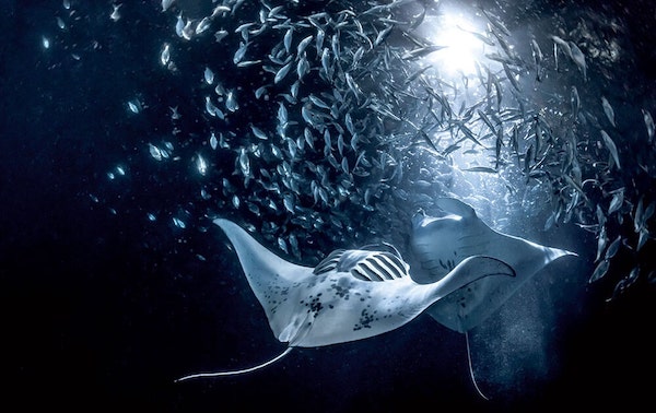 croisiere-plongee-hawai