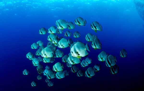 plongee-banc-de-platax