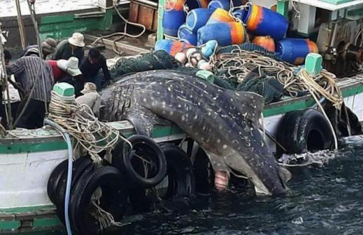 requin-baleine-predateur-homme