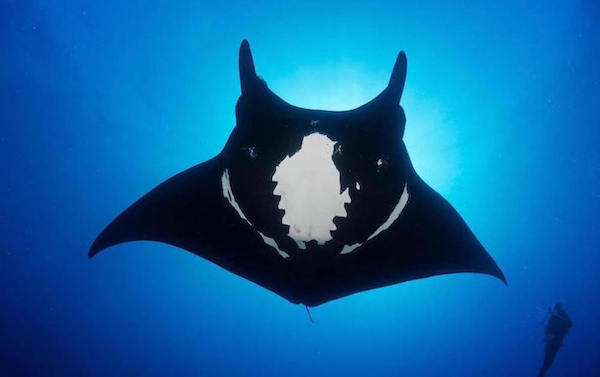 croisiere-plongee-komodo-indonesie