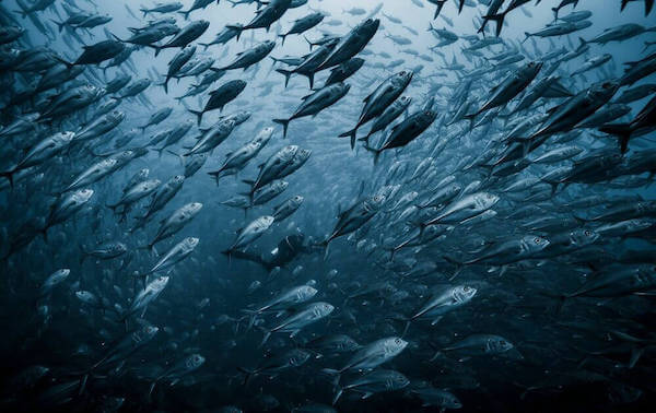 plongee-banc-de-carangues