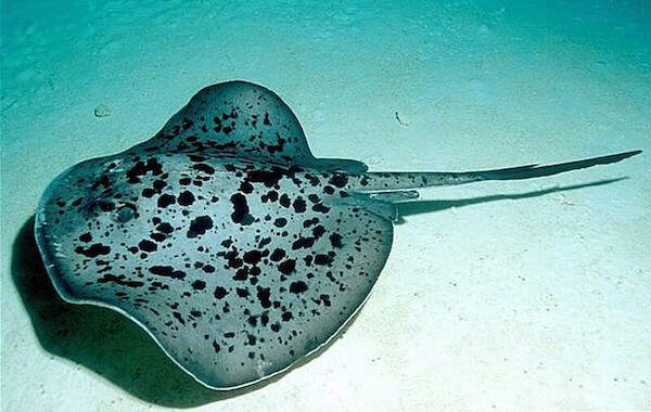 plongee-raie-marbree