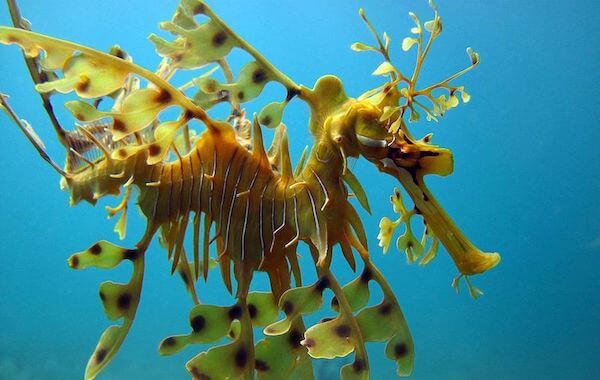 plongee-dragon-de-mer-hippocampe-feuille-seadragon