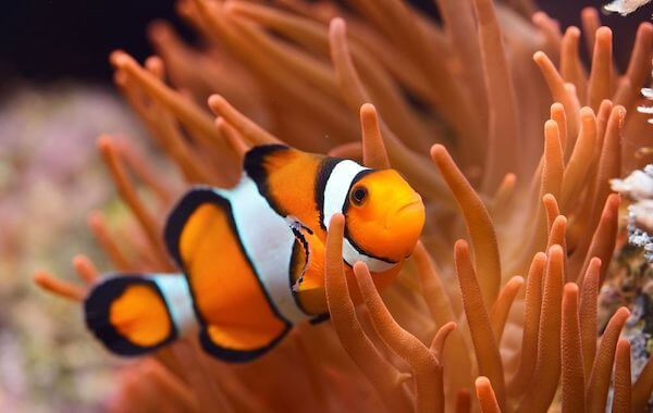 plongee-poisson-clown