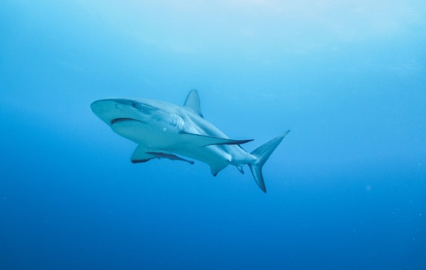 plongee-requin-de-recif-caraibes-caribbean-reef-shark
