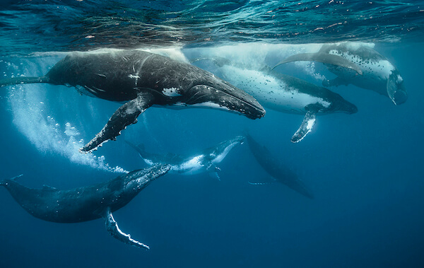 plongee-baleine-a-bosse