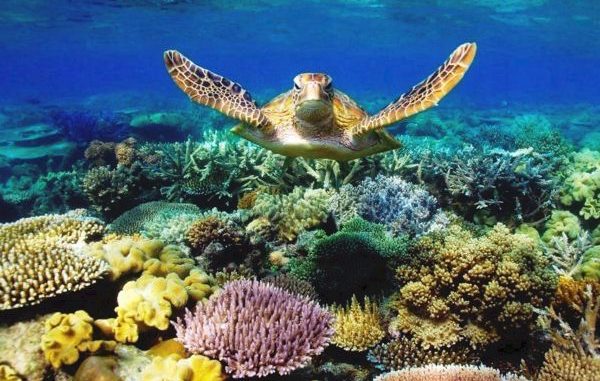 plongee-grande-barriere-de-corail-cairns