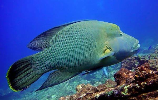 plongee-napoleon-wrasse