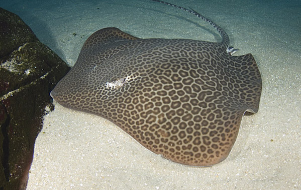 plongee-raie-leopard