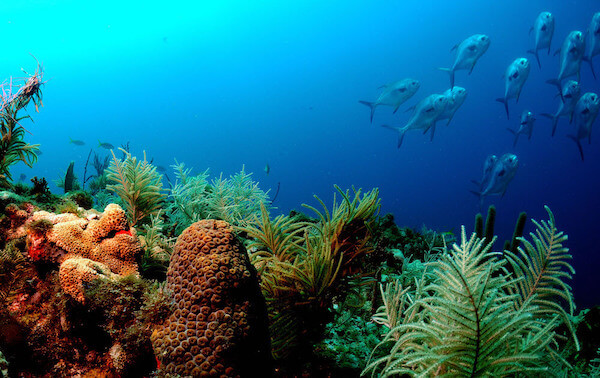 plongee-belize-turneffe-atoll